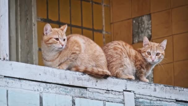 Dvě Zrzavé Kočky Povalující Ošlehaném Okenním Parapetu Nabízející Pohled Náhodného — Stock video