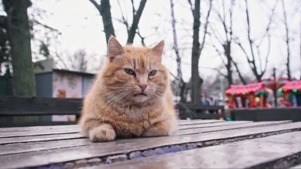 Κοντινό Πλάνο Μιας Αδέσποτης Κοκκινομάλλας Γάτας Ξαπλωμένης Ένα Τραπέζι Στο — Αρχείο Βίντεο