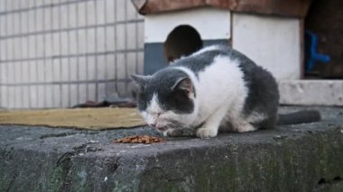 Siyah ve beyaz bir kedi, arka planda rahat bir kedi evi olan beton bir yüzeyde yemek yiyor. Bu da kentsel bir ortamda huzuru temsil ediyor. Sokak kedisi ağır çekimde dışarıda. Yalnız.