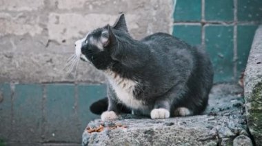 Siyah beyaz evsiz bir kedi, şehir manzarasındaki eski bir binanın yakınındaki betonda yemek yiyor. Vahşi kediyi yavaş çekimde beslemek. Terk edilmiş hayvanlar. Sokak hayvanlarına gönüllü bakım.