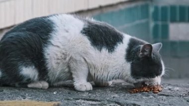 Sokakta yaşayan siyah beyaz bir kedi kaldırımda yemek yiyor. Sokak hayvanlarının hayatı. Vahşi kediyi yavaş çekimde beslemek. Terk edilmiş hayvanlar. Sokak hayvanlarına gönüllü bakım.