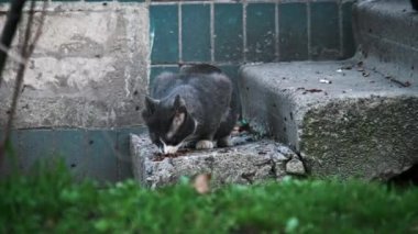 Gri ve beyaz bir kedinin kentsel bir verandadaki köpek mamasından beslenmeye yoğun bir şekilde odaklanmış görüntüsü. Sokak kedisi ağır çekimde dışarıda. Terk edilmiş evsiz hayvanlar..