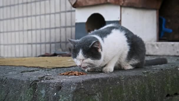 Black White Cat Contentedly Eats Concrete Surface Cozy Cat House — Stock Video
