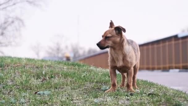 かわいい野良犬は 都市の背景にあるアスファルト道路に立って カメラを見ています ホームレスの子犬の肖像画だけが市街地に立っている 都市の動物生活 野生の遊び心のあるジンジャー犬 捨てられた動物 — ストック動画