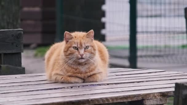 공원에있는 테이블에 평온하게 스트레이 고양이의 클로즈업 고양이 마리가 야외에서 자신을 — 비디오