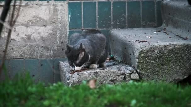 도시의 정점에서 키블의 더미에서 먹이에 강렬한 초점을 회색과 고양이의 클로즈업 — 비디오