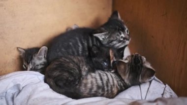 Tahta bir kutunun içinde ısınmak için kucaklaşan yavru kedi yavrularının dokunaklı bir sahnesi korunma ihtiyacını vurguluyor..