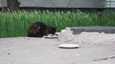 Yeşil çimenler ve gri çevre tarafından çerçevelenmiş şehir betonunda bir plakadan beslenen siyah bir kedi, sokak yaşamını resmediyor..