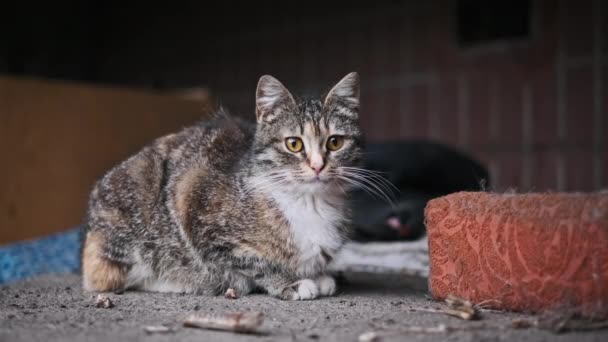 Gato Callejero Enfocado Mira Fijamente Desde Refugio Ruinas Rodeado Artículos — Vídeo de stock