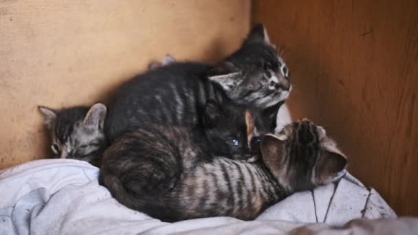 Touching Scene Young Kittens Cuddling Together Warmth Wooden Box Emphasizing — Video Stock