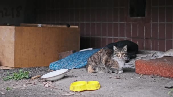 Alert Stray Cat Lays Ground City Environment Showcasing Vigilance Needed — 图库视频影像