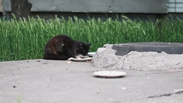 Gato Negro Alimenta Plato Hormigón Urbano Enmarcado Por Hierba Verde — Vídeos de Stock