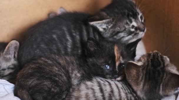 Heartfelt Scene Kittens Snuggling Together Cardboard Shelter Symbolizing Vulnerability Need — Video Stock