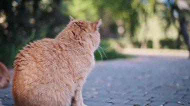 Kızıl bir sokak kedisi kaldırımlı bir park yolunda oturur, şehir ortamında yaşayan evsiz hayvanların zorluklarını ve bağımsızlığını somutlaştırır..