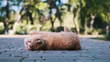 Kaygısız bir kızılderili sokak kedisi, dinlenmek için güneşin altına yerleşmeden önce parkta neşeli bir şekilde yuvarlanır..
