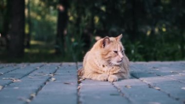 Yakın çekim, kızıl bir sokak kedisinin karmaşık detaylarını ve anlamlı gözlerini yakalar. Bu esnek hayvanların eşsiz güzelliklerini gözler önüne serer..