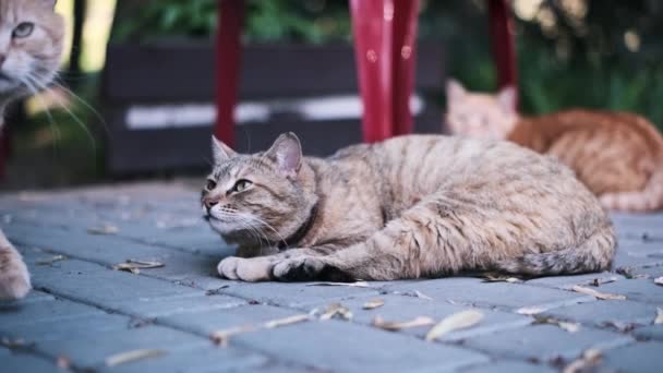 Gato Vadio Com Uma Orelha Rasgada Senta Livre Mostrando Resiliência — Vídeo de Stock