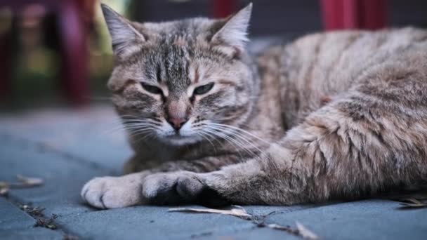Die Nahaufnahme Einer Gestromten Streunenden Katze Mit Bezaubernden Grünen Augen — Stockvideo