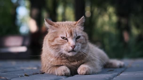 Zrzavá Kočka Rozervaným Uchem Leží Uvolněná Dlážděné Stezce Parku Ukazuje — Stock video