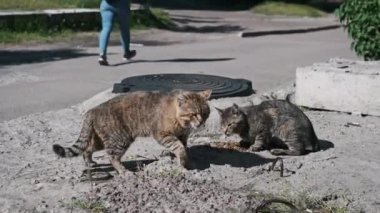 İki evsiz kedi sokakta kuru yemek yer. Bir kız geçiyor. Serseri hayvanlara bakmak. Yaz güneşli bir gün.