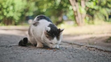 İki sokak kedisi, tüylü bir gri ve bir tekir, güneşli bir yaz gününde bir taştan kuru yiyecekler yerler. Video, evsiz hayvanlara bakmanın önemini vurguluyor..