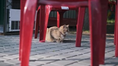 Kahverengi bir tekir kedi, kaldırımlı bir verandadaki kırmızı plastik bir sandalyenin altında bir sokak kedisinin hayatına bir göz atar..