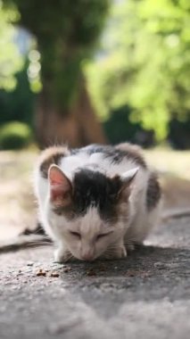 Evsiz siyah beyaz bir kedi şehir parkında yerde kuru yiyecekler yiyor. Yaz güneşli bir gün. Dikey video.