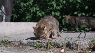 Evsiz bir tekir kedi sokakta kuru yiyecekler yiyor. Serseri hayvanlara bakmak. Evsiz hayvanların sorunu. Yaz güneşli bir gün.