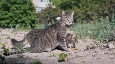 Evsiz bir kedi yerden kuru yiyecekler yer, yeşil yapraklar ve bulanık bir bisiklete karşı kuruludur..