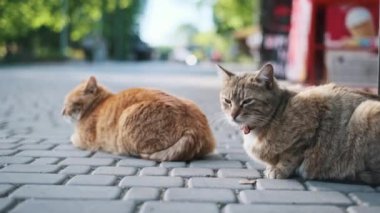 İki kızıl kedi, biri tasmalı, şehir kaldırımında rahatlar, hareketli sokak sahnesini uykulu bir ilgisizlikle izlerler..