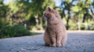 Kızıl bir sokak kedisi kaldırımlı bir parkta uyanık ve dikkatli bir şekilde oturur. Evsiz hayvanların temkinli doğasını ve uyum sağlayabilirliğini gözler önüne serer..