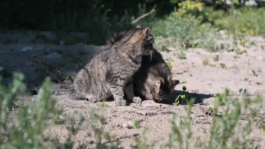 İki sokak kedisi, bir tekir kedisi ve bir kabarık tüylü yeşil çimlerle çevrili yerde birlikte kuru yiyecekler yiyorlar..