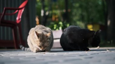Bir tekir ve siyah bir sokak kedisi güneşli bir terasta yer, evsiz hayvanların acı gerçeklerini vurgular..