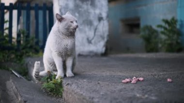 Yalnız beyaz bir sokak kedisi verandada oturuyor, dikkatli bir gözle yiyeceğin bir kısmına bakıyor, şehir ortamında evsiz hayvanların hayatta kalmasının zorluklarını vurguluyor..