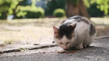 Serseri bir siyah beyaz kedi güneşli bir parkta kaldırımda kuru yiyecekler yiyor, sonra kendini tımar etmek için duruyor, doğal bir ortamda tipik kedi davranışları sergiliyor..