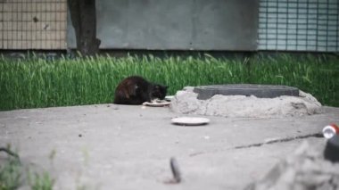 Yalnız bir kara kedi, yemyeşil bir kentsel alanda beton bir yüzeyde atılmış bir tabaktan yemek yer ve dayanıklılığını gösterir..