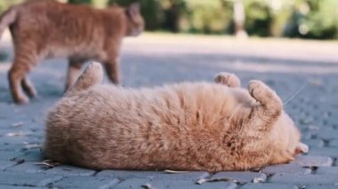 Kızıl bir kedi, avare hayvanların uyum sağlayabilme yeteneğini gösteren güneşli bir yolda rahatlık ve rahatlık bulur..