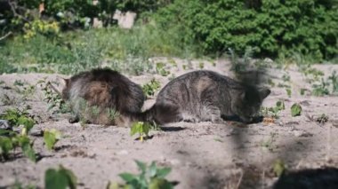 İki sokak kedisi, bir tekir kedisi ve tüylü gri bir kedi yerde kuru yiyecekler yiyorlar ve hayvanların refahına duyulan ihtiyacı vurguluyorlar..