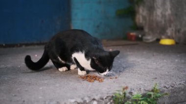 Siyah ve beyaz bir sokak kedisi, hayatta kalmak için insan şefkatine bel bağlayan evsiz hayvanların hassasiyetini gösteren kuru yiyecekleri dikkatlice yer..
