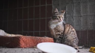 İhmal edilmiş bir şehir bölgesinde uyanık bir sokak kedisi, şehrin zorlukları arasında hayatta kalmanın özünü yansıtan bir bakışla tetikte durur..