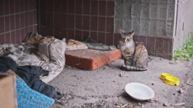 Sokak kedisi, kirli yastıkların ve kırmızı tuğla duvarların arasında korunaklı bir şekilde oturur ve sokak hayatının acı gerçekliğini vurgular..