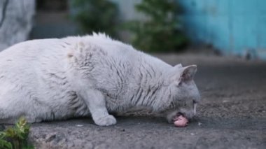 Beyaz bir sokak kedisi, evsiz hayvanlara karşı şefkatin önemini vurgulayarak bir parça etin tadını çıkarıyor..