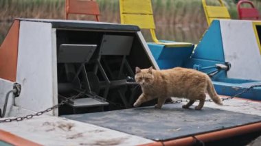 Meraklı bir kızıl kedi sakin bir göle kenetlenmiş renkli bir pedal teknesini keşfediyor. Kedi zarif bir şekilde teknede yürüyor, beklenmedik bir şekilde neşeli doğasını sergiliyor..
