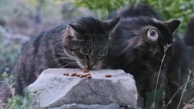 Gri bir sokak kedisi, dışarıda zorlu bir ortamda besin bulmak için kuru yiyeceklerle beslenir..