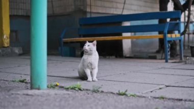 Kahverengi bir tekir kedi ve kara kedi sokakta birlikte yemek yer, şehir ortamında yiyecek ve arkadaşlık bulurlar..