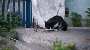 Siyah ve beyaz bir kedi beton bir verandada kuru yiyecekler yiyor. Bu da şehirde başıboş hayvanların günlük hayatta kalma mücadelesini gösteriyor..