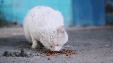 Yakalı siyah beyaz bir kedi sakince kaldırımda oturur ve evcil ve başıboş hayvanlar arasındaki zıtlığı gösterir..