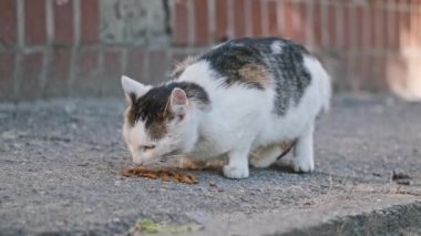 Evsiz siyah, beyaz ve kahverengi bir kedi asfalttan kuru yiyecekler yiyor. Arka planda tuğla duvar var. Yaz günü. Yakın plan..