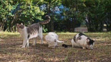 Bir tekir kedi yemeğini ihtiyatlı bir şekilde korurken, bir beyaz ve bir siyah ve beyaz olan diğer iki kedi de bir parkta yerden yemek yiyor..