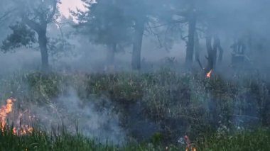 Orman yangınından çıkan yoğun duman ağaçları yutarak ürkütücü ve tehlikeli bir atmosfer yaratır. Yangın devam ediyor, çevredeki ekosistemi tehdit ediyor..